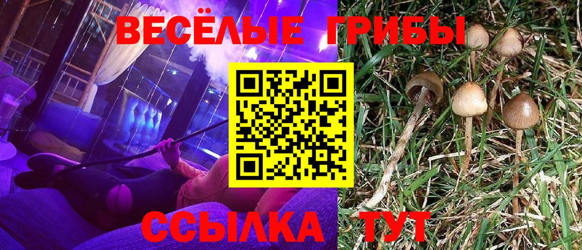 Галлюциногенные грибы GOLDEN TEACHER  Псилоцибиновые грибы Psilocybine cubensis  Дербент  Вход с VPN 